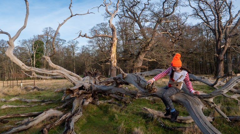 Person in orange beanie and striped shirt sitting on a large fallen tree in a leafless forest under a clear blue sky.